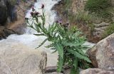 Смотреть изображение Cirsium elbrusense
