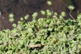 View full-size image Marchantia polymorpha