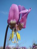 Erythronium sibiricum. Цветок. Окр. Томска. 1 мая 2011 г.