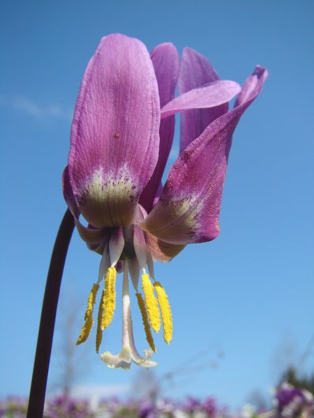 Изображение особи Erythronium sibiricum.