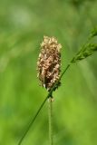 View full-size image genus Plantago