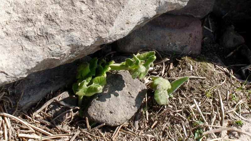 Image of Senecio taraxacifolius specimen.