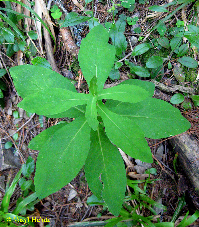 Изображение особи Prenanthes purpurea.