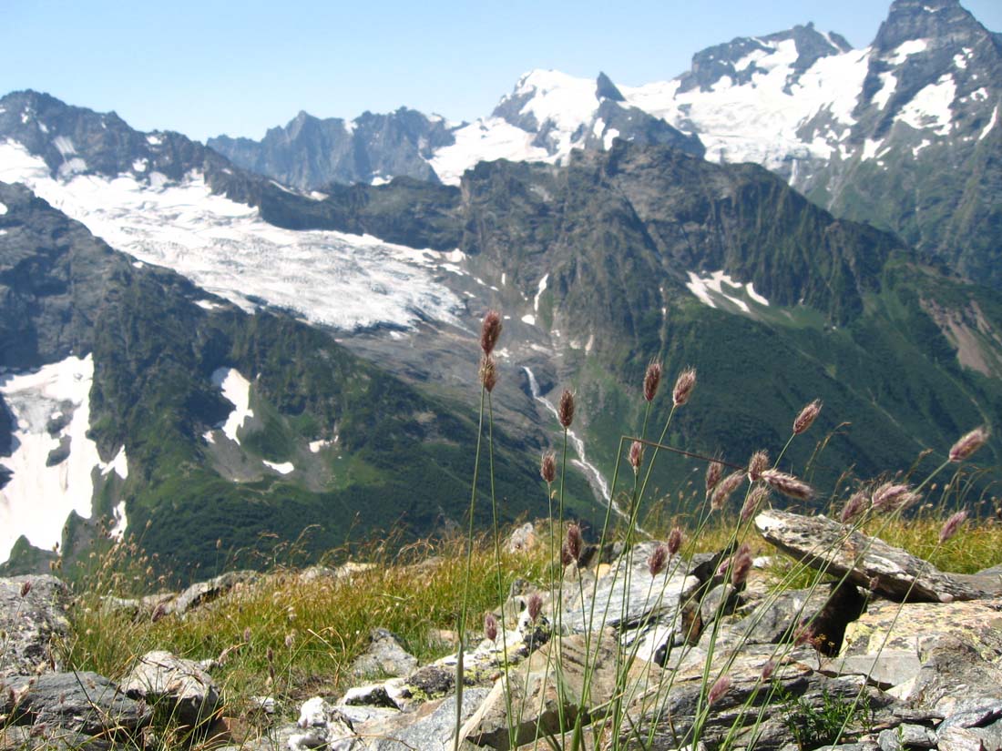 Image of Alopecurus glacialis specimen.