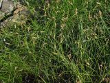 Carex praecox. Цветущие растения. Казахстан, Алматинская обл., Куртинское водохранилище. 13.05.2011.