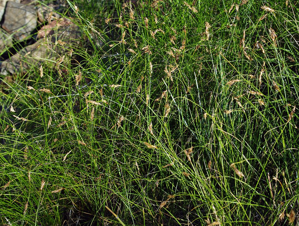 Image of Carex praecox specimen.