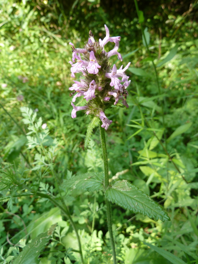 Image of Betonica officinalis specimen.