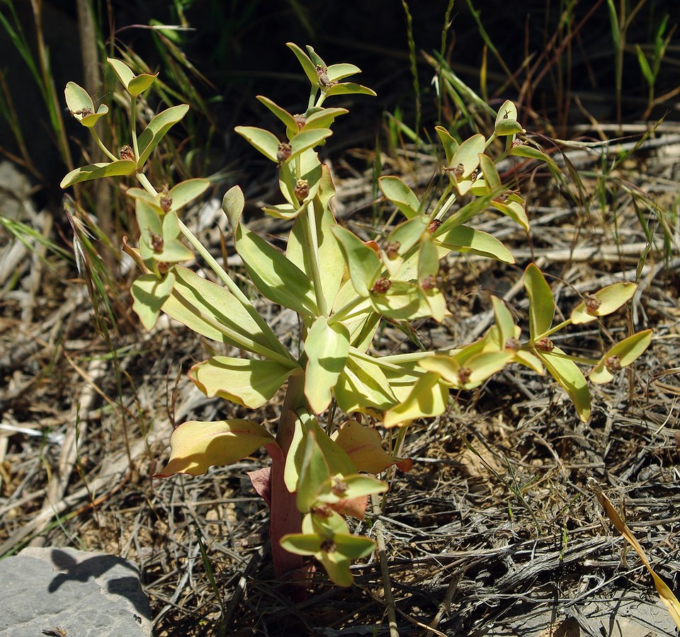 Изображение особи Euphorbia rapulum.
