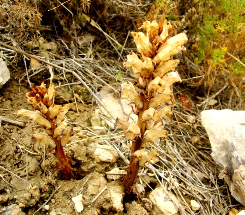 Изображение особи Orobanche cernua.