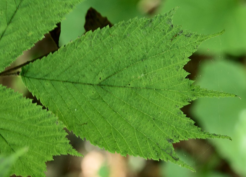 Image of Ulmus laciniata specimen.