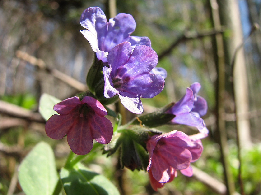 Image of Pulmonaria obscura specimen.