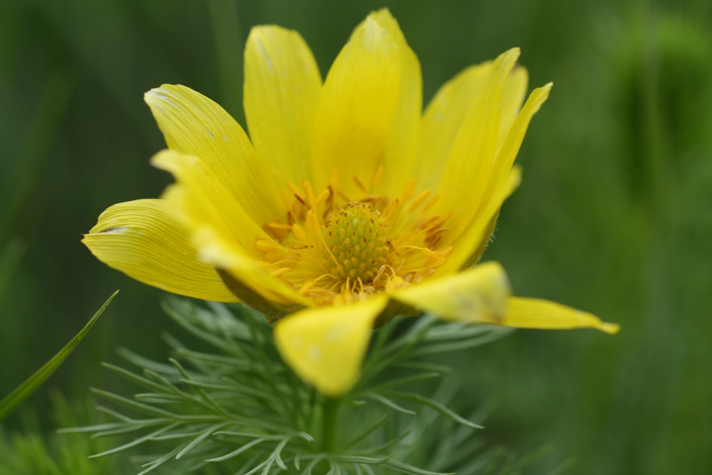 Изображение особи Adonis vernalis.