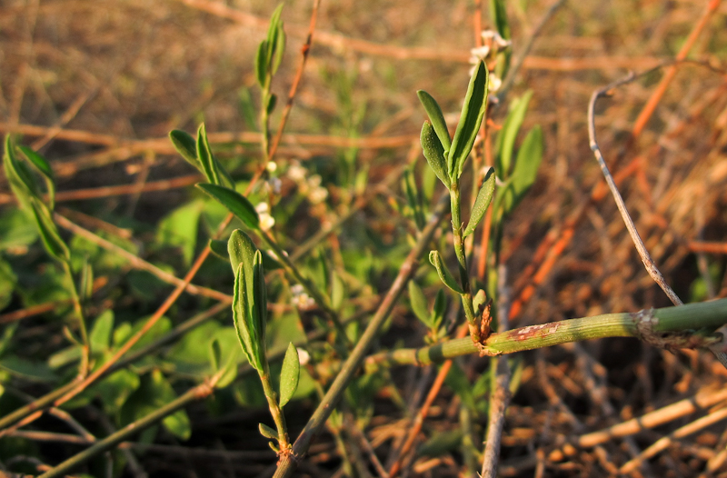 Image of Polygonum equisetiforme specimen.