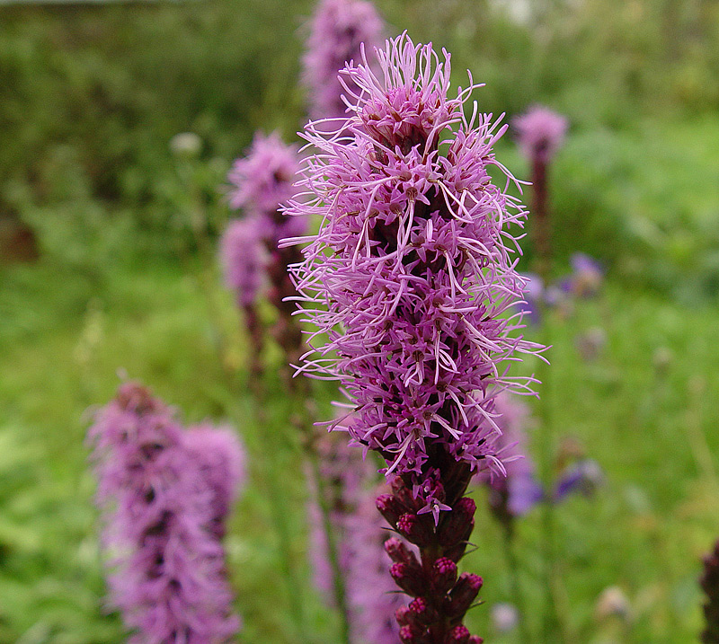 Image of Liatris spicata specimen.