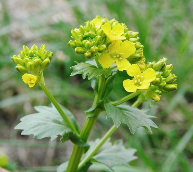 Image of Barbarea arcuata specimen.