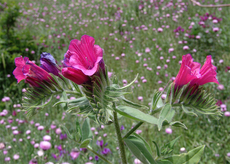 Image of Echium amoenum specimen.