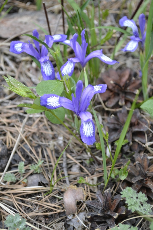 Image of Iris uniflora specimen.