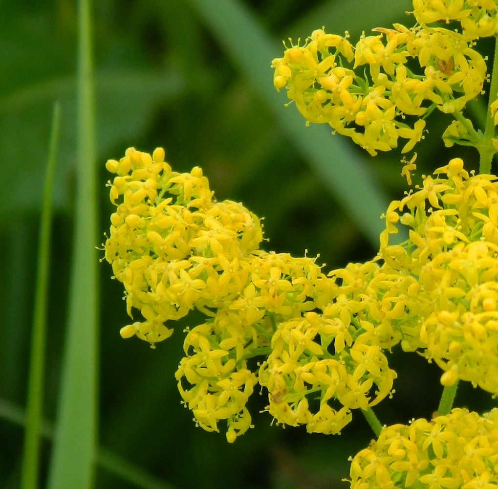 Image of Galium verum specimen.