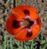 Papaver stevenianum