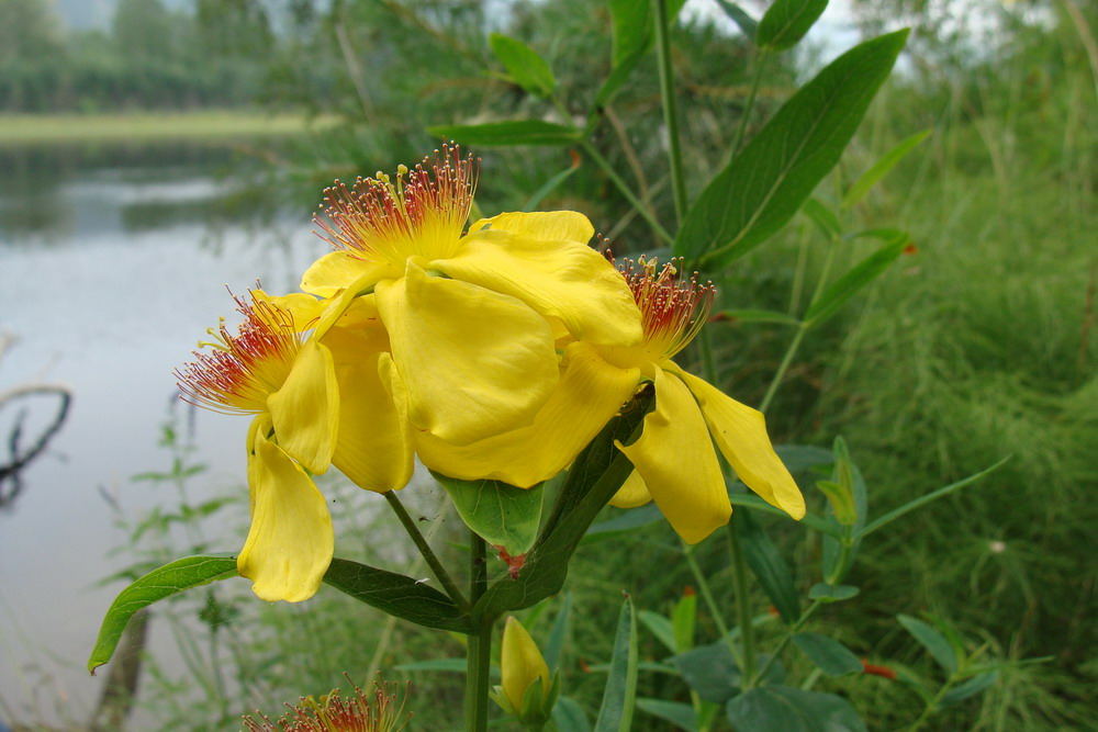 Изображение особи Hypericum ascyron.