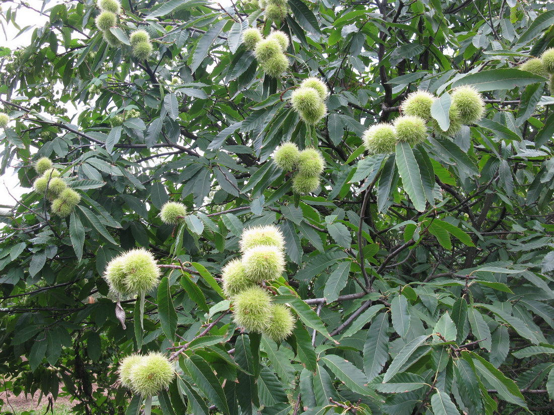 Image of Castanea sativa specimen.