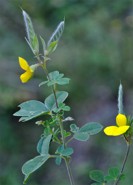 Image of Argyrolobium biebersteinii specimen.