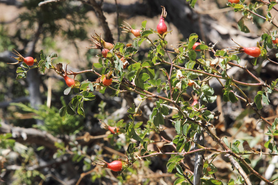 Изображение особи Rosa nanothamnus.