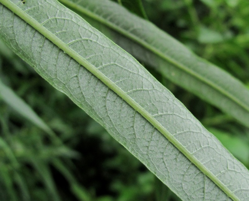 Image of Salix &times; stipularis specimen.