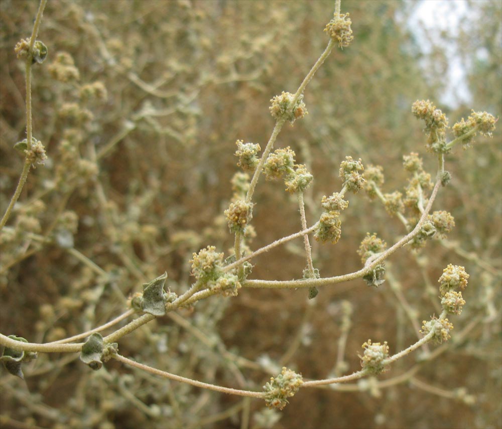 Image of Atriplex halimus specimen.