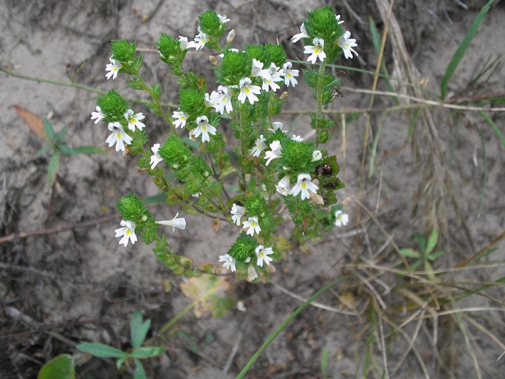 Изображение особи род Euphrasia.