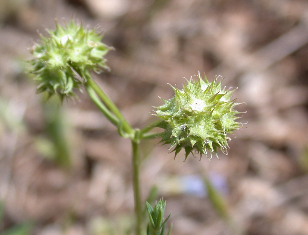 Image of Valerianella coronata specimen.