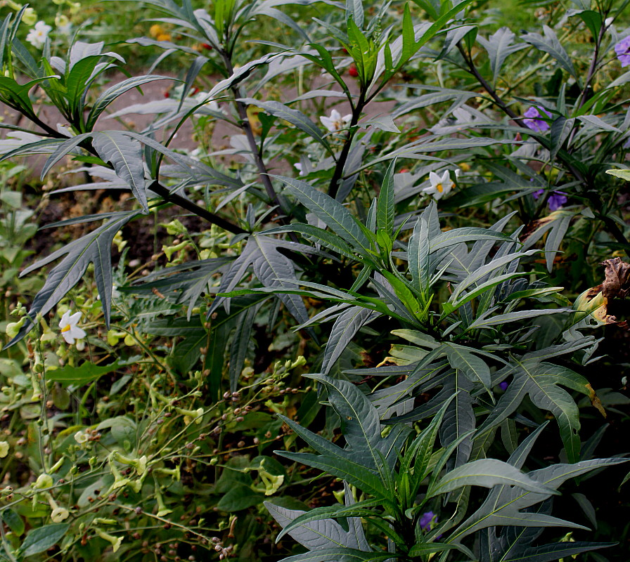 Изображение особи Solanum laciniatum.