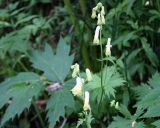 Aconitum umbrosum