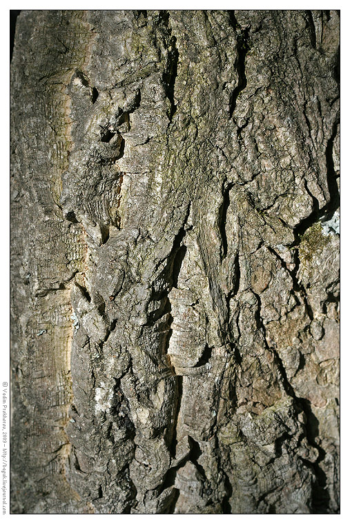 Image of Phellodendron amurense specimen.