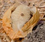 Calotropis procera. Вскрывшийся плод. Израиль, центральная Арава, пос. Сапир. 19.03.2013.