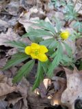 Anemone ranunculoides. Верхушка цветущего растения. Саратовская обл., г. Ртищево, роща Третьяк. 20.04.2013.