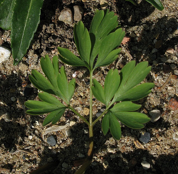 Image of Corydalis malkensis specimen.