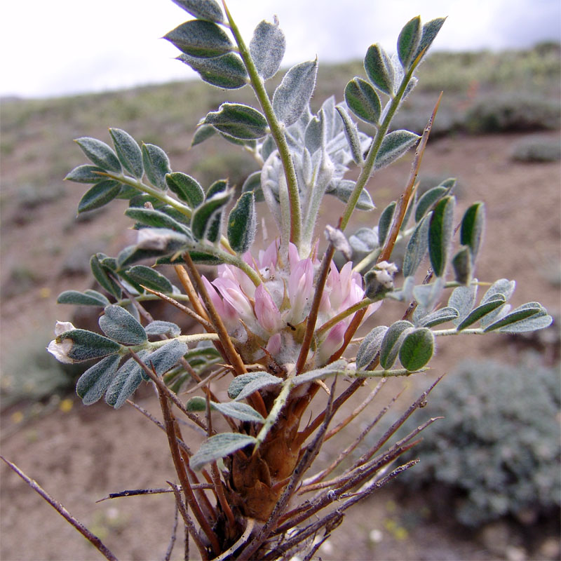 Изображение особи Astragalus meyeri.