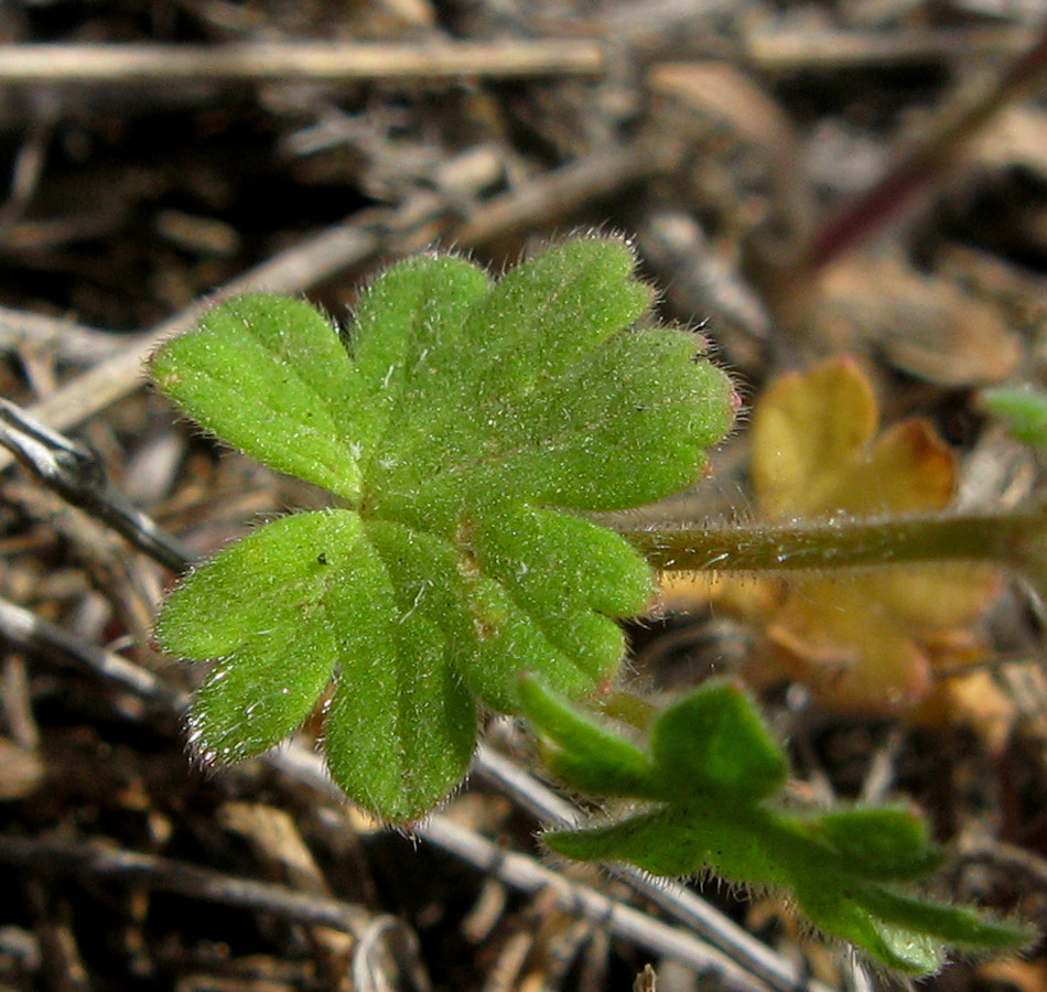 Image of Geranium molle specimen.