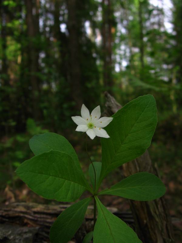 Image of Trientalis europaea specimen.