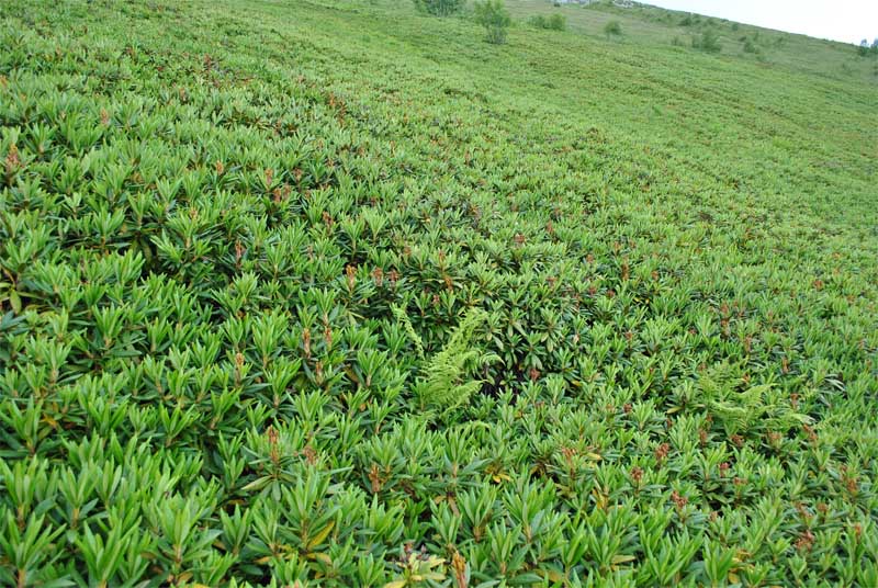 Image of Rhododendron caucasicum specimen.