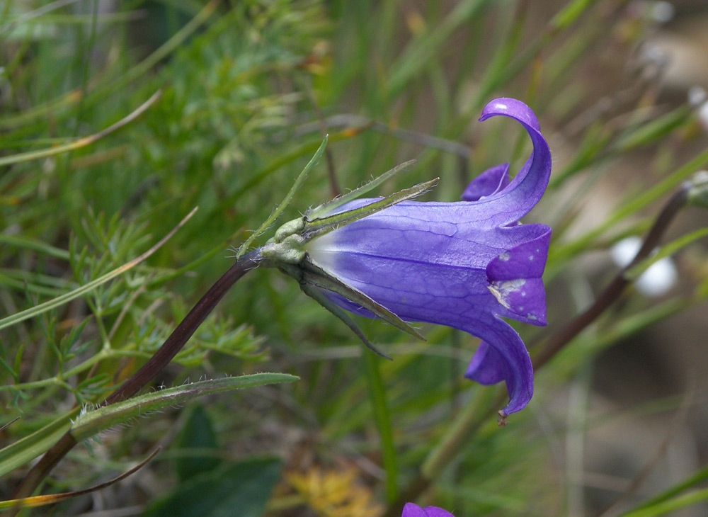 Image of Campanula ciliata specimen.