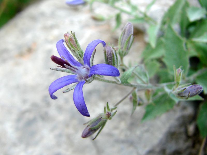 Image of Sergia regelii specimen.