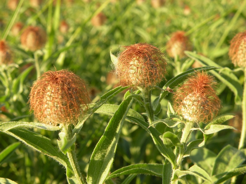 Изображение особи Centaurea trichocephala.