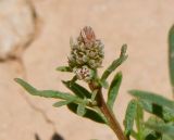 Reseda alba subspecies decursiva