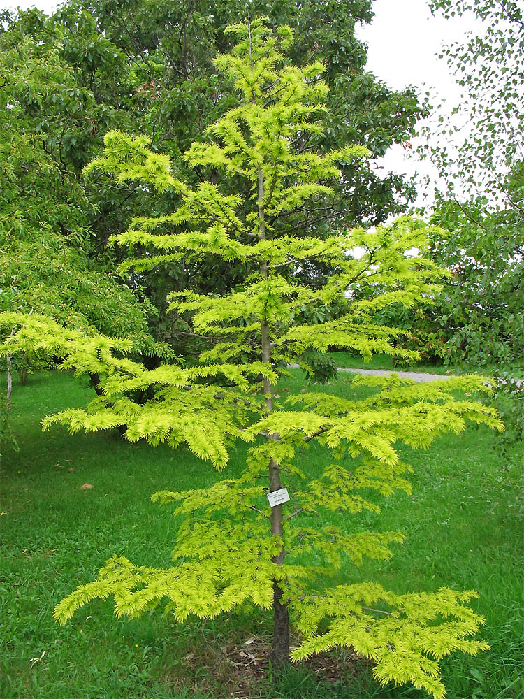 Image of Pseudolarix amabilis specimen.