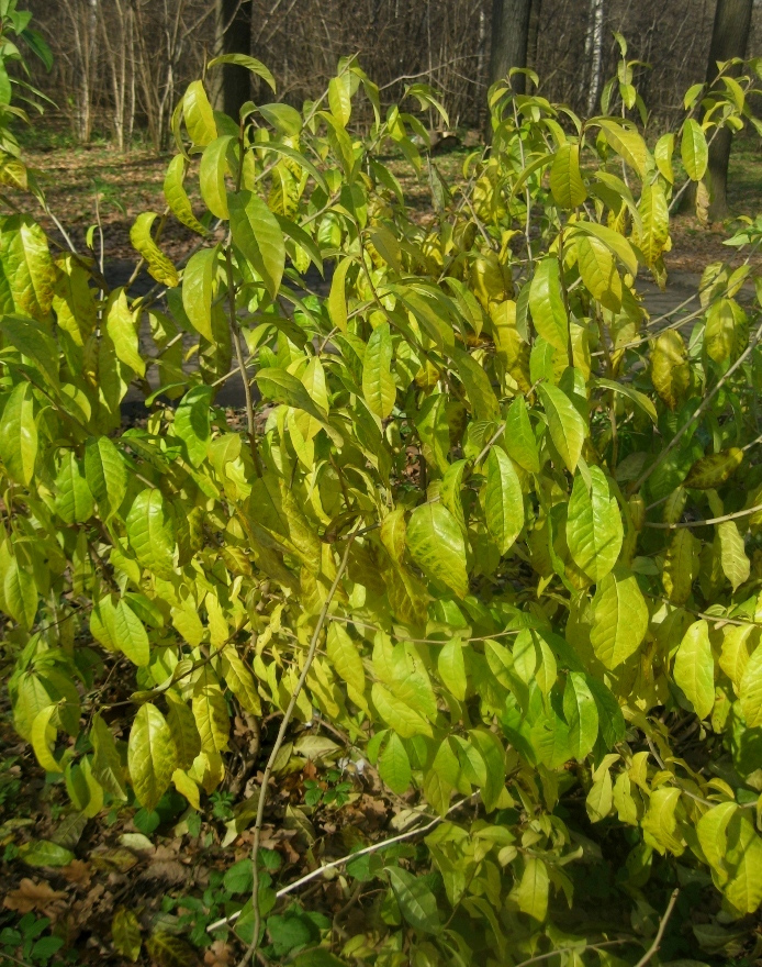 Image of Orixa japonica specimen.