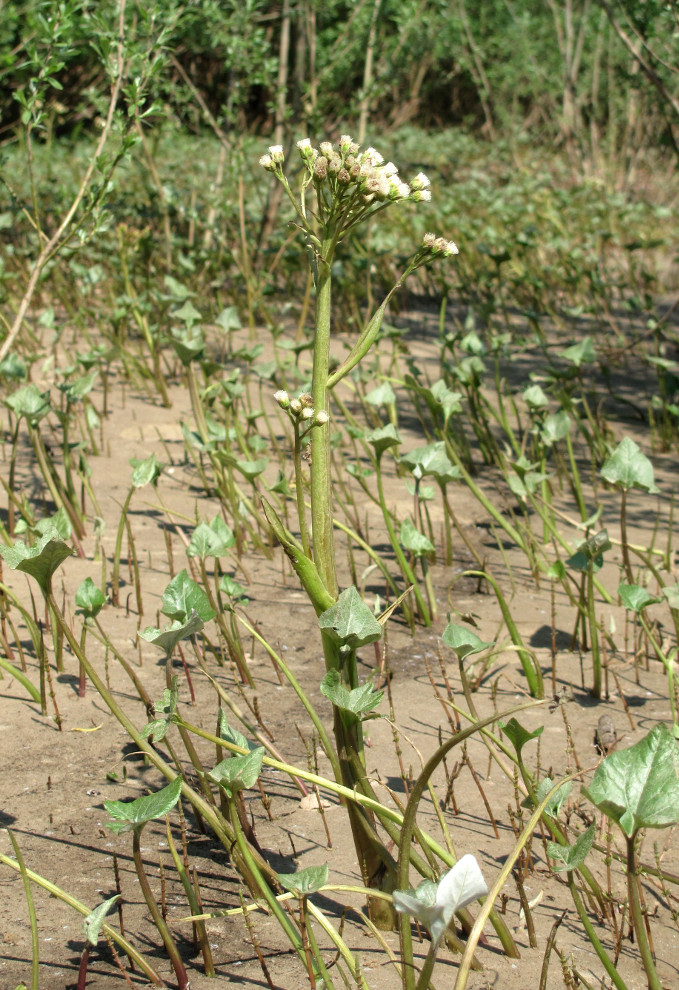 Image of Petasites spurius specimen.