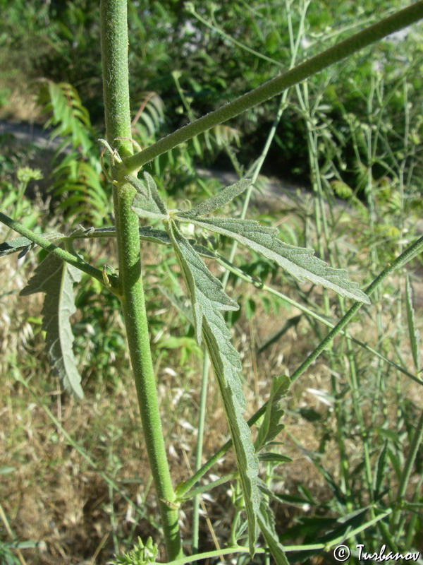 Image of Althaea cannabina specimen.