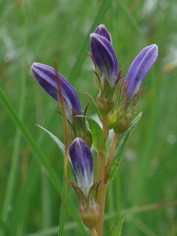 Изображение особи Lobelia sessilifolia.